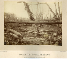 Sauvager, Forest of Fontainebleau, Vintage Albumen Print Tirag Ice Effect picture