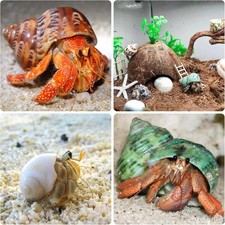 Hermit Crab Shells Medium and Large - 12PCS Growth Turbo Seashells Size 1.18