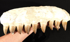 HUGE Nice Mosasaurus JAW Bone Fossil with NINE TOOTH Fossils Morocco 1747gr picture