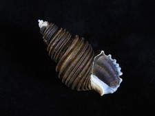 Sea Shell Ancistrolepis grammatus 89.6mm ID#9447 picture