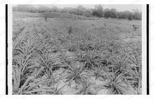 Indian River Florida 1880 Pineapple Field Rows Standard Postcard picture