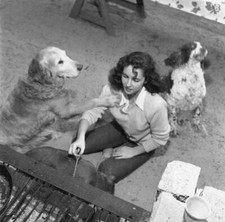 British born actress Elizabeth Taylor surrounded dogs a barbecue 1949 Old Photo picture
