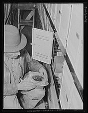 Casselton North Dakota 1940 Farm Security Administration Man Mailboxes picture