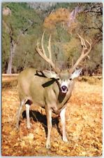 Postcard - Mule Deer picture