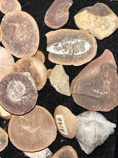 Fossil Marine Worm, Pit 11, Mazon Creek, Illinois USA Choose 5 , Limited Item picture
