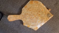 European fluke fish art replica picture