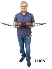 MOUNTED LONGHORNS , polished horns ,  taxidermy , 41