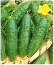 PHOENIX 640 1 g Pickling Cucumber Seeds Traditional Ukrainian Variety Worldwide picture
