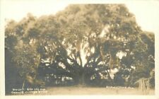 St Augustine Florida Big Oak 800 Years Old 1920s RPPC Photo Postcard 21-13172 picture