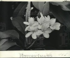 1978 Press Photo Hawaiian leis are made from Plumeria flower blossoms picture