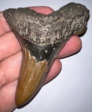 MONSTER AURICULATUS Fossil Shark Tooth 3.6 IN MEGALODON ANCESTOR NO REPAIR picture