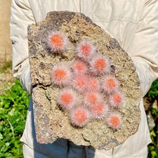 4.9LB  Indian dandelion zeolite Quartz Crystal Cluster Mineral Specimen picture