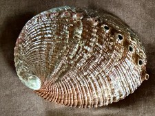 HALIOTIS KAMTSCHATKANA ASSIMILIS: LARGER THAN MY LAST OFFERINGS @ 101.54MM picture
