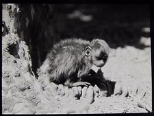Glass Magic Lantern Slide MONKEY EXPLORING THE GROUND C1910 PHOTO NATURE STUDY picture