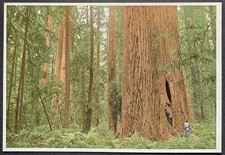 1984 Redwood Founders Grove Humboldt State Park Giant Trees Bob von Normann picture