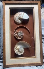 Vintage Marvin Lewis Exotic Seashells Triple Cut Nautilus Shadow Box Framed Art picture