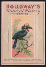Yellow Casque Black Hornbill 1930s Holloway's Natural History Series Birds #5 picture