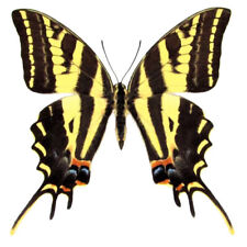 Papilio pilumnus black yellow swallowtail butterfly El Salvador WINGS CLOSED picture