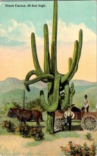 Arizona Giant Saguaro Cactus 60 Feet High Vintage Linen Postcard Unposted picture
