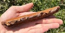 HUGE Kem Kem Fossil Crocodile Jaw SUPER CROC Morocco Cretaceous Age 6.47” picture