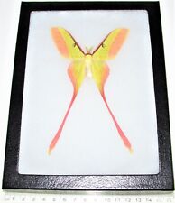 Actias dubernardi pink yellow saturn moth male China framed picture