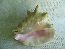 Large Vintage Conch Seashell, Approximately  7-1/2