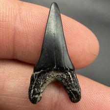 RARE Paratodus Shark Tooth FLORIDA 1.03” Uncommon Species & Locality  picture