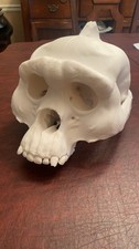 MASSIVE Sasquatch Skull 3d Printed Model picture
