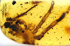 Large spider with bird feathers, Fossil Inclusion in Burmese Amber picture
