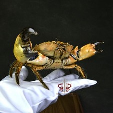 Crab specimen Myomenippe hardwickii, museum-quality taxidermy & display box picture
