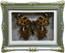 1Pcs Real Butterfly Framed Handmade, Taxidermy Butterfly Shadow Box Collection, picture