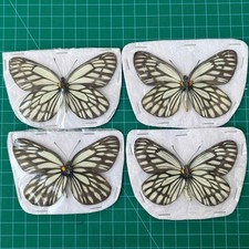 Taxidermy Butterflies 4Pcs Real Specimens Entomology Science Learning Collection picture