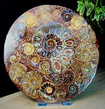 Large 11cm Super High Quality Crystal Fossil Disc 416 Million Year Old Ammonite picture