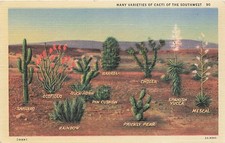 Postcard AZ: Many Varieties of Cacti of the Southwest Linen, Arizona picture