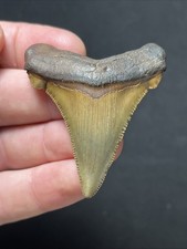Big Grade A+  Angustidens Fossil Shark Tooth Olive / Dark Root Summerville, SC picture