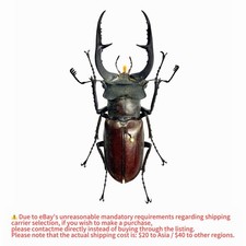 Lucanidae Beetle Specimen丨【Rare】Lucanus zhanbishengi 53mm A1 Jiangxi picture