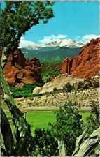Vtg Colorado Pikes Peak Old Cedar Tree Gateway Garden of The Gods CO Postcard picture