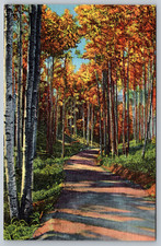 c1940s Road Through Aspens Rocky Mountains Albuquerque NM Postcard picture
