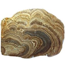 Rare Polished Stromatolite Fossil, Miocene Age, Los Angeles County, USA, 340g picture