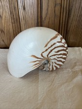LARGE Tiger Chambered Nautilus Shell Natural Brown Rare Real Seashell 7 inch picture