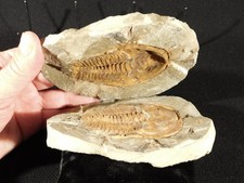 Big Super Nice MUSEUM Cambropallas Telesto TRILOBITE Fossil Morocco 904gr picture