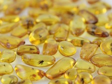 Lot of 5 Genuine BALTIC AMBER Pieces w FOSSIL INSECTS picture