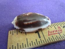 Olivia bulbosa Dark Chocolate & Vanilla Colored Olive Sea Shell 33mm picture
