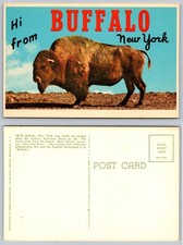 Vintage Hi From Buffalo New York American Bison Linen Postcard picture