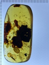 Unique Unknown Beautiful Prehistory In Rare Fossil, Genuine Burmite Amber 98myo picture