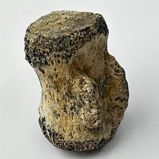 Edmontosaurus Caudal Vertebra Fossil - Hell Creek Fm. Harding Co picture