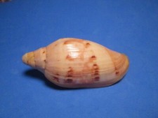Cymbiola malayensis Dout, 1985