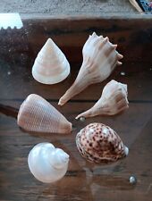 Mixed lot of 6 Seashells,  Cowrie, Trochus, 5 