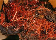 Postcard Magnificent Maze of Crocoite Crystals Museum of Natural History picture