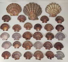 30Pc Lot Lions Paw Scallop Sea Shell Purple White 3 Large - 27 Small picture